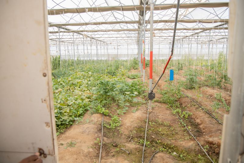 Automated Greenhouse Watering