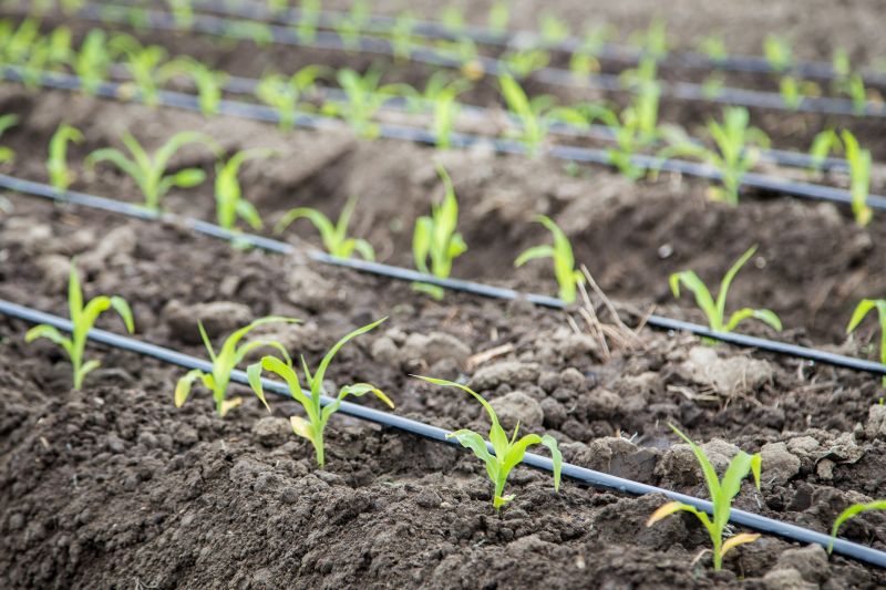 Drip Irrigation Installation in Honolulu, HI