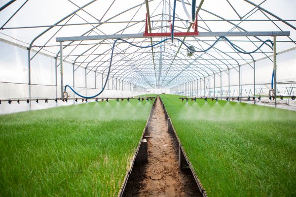 Greenhouse Watering Service