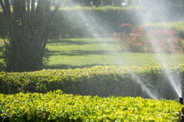 Automated Plant Watering